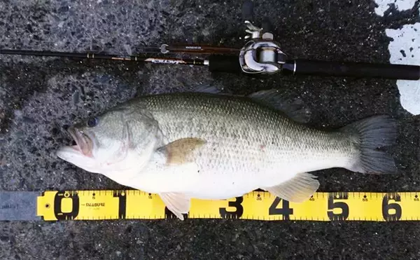 「あたり前に使ってるけど意外と知らない【SICリングのメリット・デメリット】」の画像