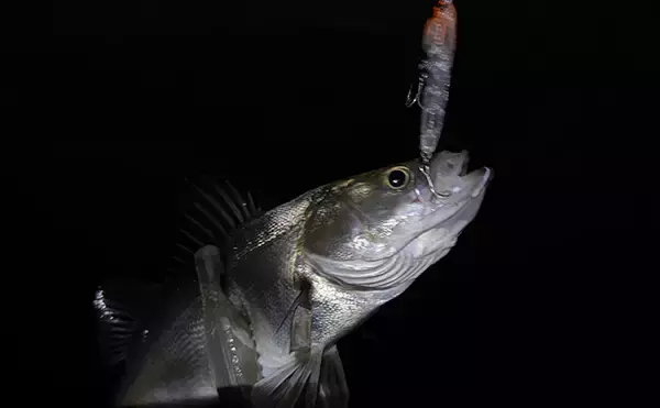 シーサイドコスモのメバリング釣行でシーバス連打！【大阪】本命メバルは不発