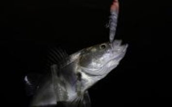 シーサイドコスモのメバリング釣行でシーバス連打！【大阪】本命メバルは不発