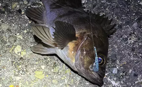 「シーサイドコスモのメバリング釣行でシーバス連打！【大阪】本命メバルは不発」の画像