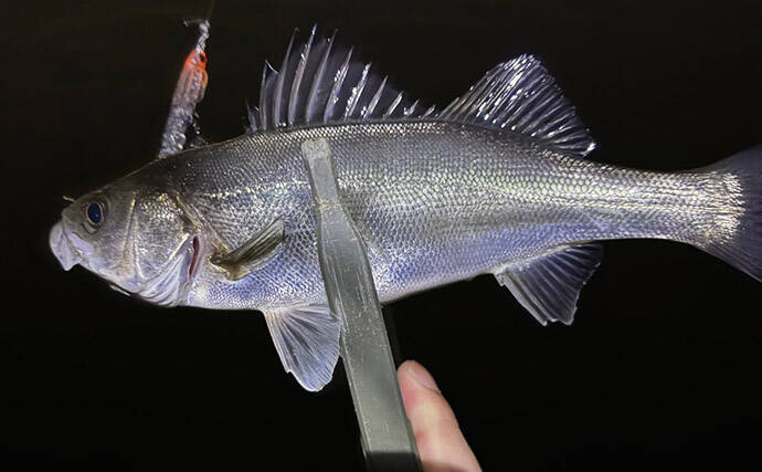 シーサイドコスモのメバリング釣行でシーバス連打！【大阪】本命メバルは不発