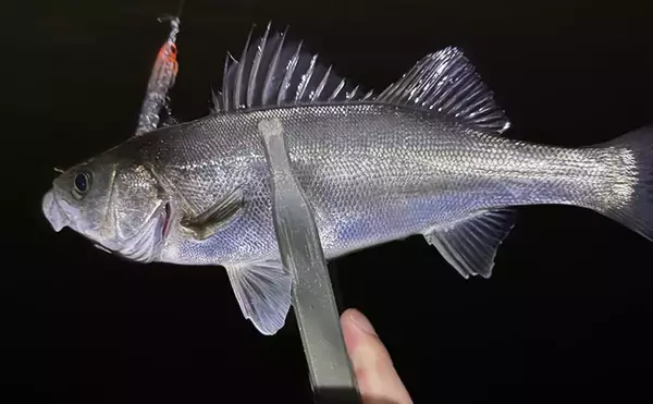 「シーサイドコスモのメバリング釣行でシーバス連打！【大阪】本命メバルは不発」の画像