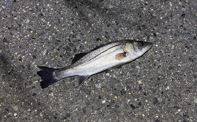 シーサイドコスモのメバリング釣行でシーバス連打！【大阪】本命メバルは不発