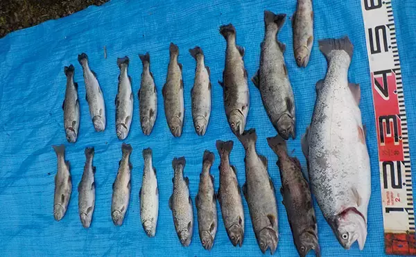 「桂川での渓流エサ釣りで50cm良型ニジマスを手中【山梨】ヤマメも良型中心にヒット」の画像