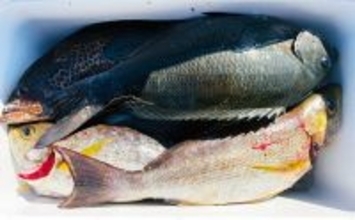 磯フカセ釣りで50cm級良型真鯛が連発！【大分】本命クロにイサキにオオモンハタと多彩釣果