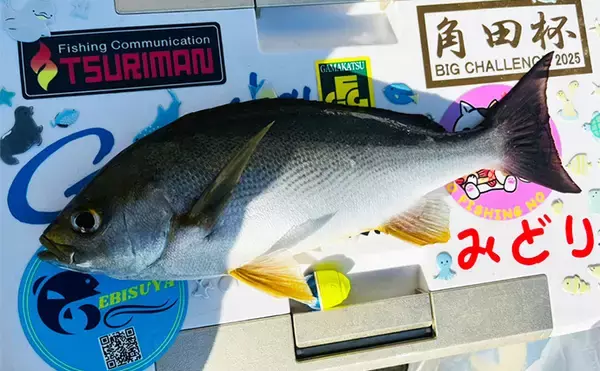 「磯フカセ釣りで50cm級良型真鯛が連発！【大分】本命クロにイサキにオオモンハタと多彩釣果」の画像