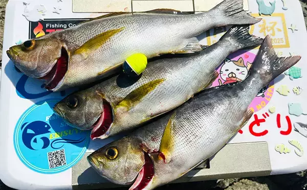 「磯フカセ釣りで50cm級良型真鯛が連発！【大分】本命クロにイサキにオオモンハタと多彩釣果」の画像