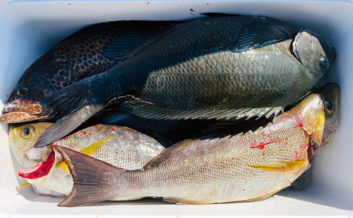 磯フカセ釣りで50cm級良型真鯛が連発！【大分】本命クロにイサキにオオモンハタと多彩釣果
