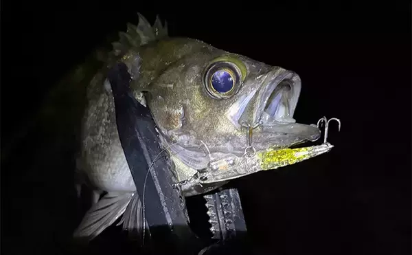 「集中力が切れると大型魚が釣れる？」 狙うとなぜか釣れない釣りアルアル