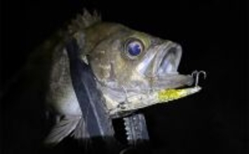 「集中力が切れると大型魚が釣れる？」 狙うとなぜか釣れない釣りアルアル