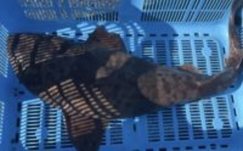 陸に揚げても7日間生きるという『ナヌカザメ』を食べてみた　味はまるでスルメイカ？