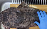「陸に揚げても7日間生きるという『ナヌカザメ』を食べてみた　味はまるでスルメイカ？」の画像2
