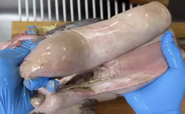 「陸に揚げても7日間生きるという『ナヌカザメ』を食べてみた　味はまるでスルメイカ？」の画像