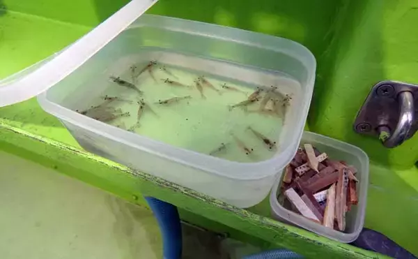 「春告魚『クロメバル』を狙うエビメバル釣り入門【東京湾】活モエビの付け方と誘い方を解説」の画像