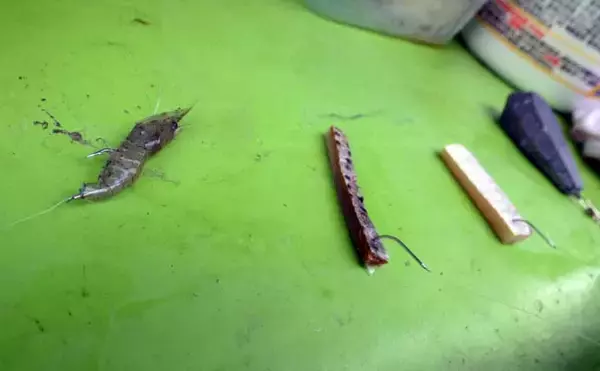 「春告魚『クロメバル』を狙うエビメバル釣り入門【東京湾】活モエビの付け方と誘い方を解説」の画像