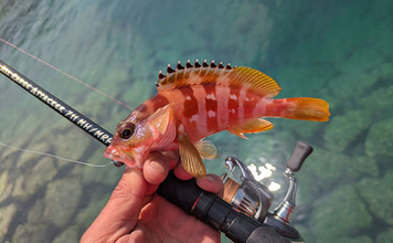 5月にアカハタが釣れるか釣行してみた【三重】ワームでアカハタ4匹キャッチも型に不満
