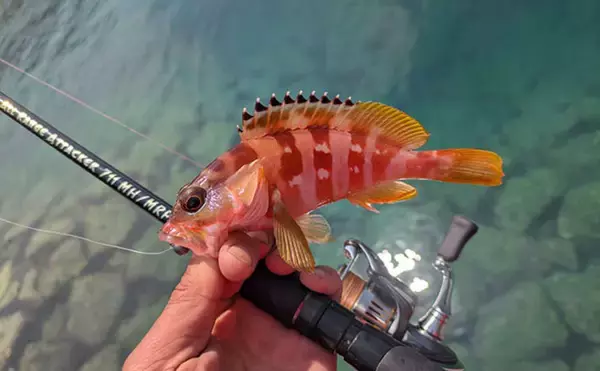 5月にアカハタが釣れるか釣行してみた【三重】ワームでアカハタ4匹キャッチも型に不満