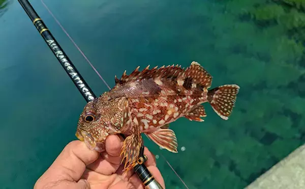 「5月にアカハタが釣れるか釣行してみた【三重】ワームでアカハタ4匹キャッチも型に不満」の画像