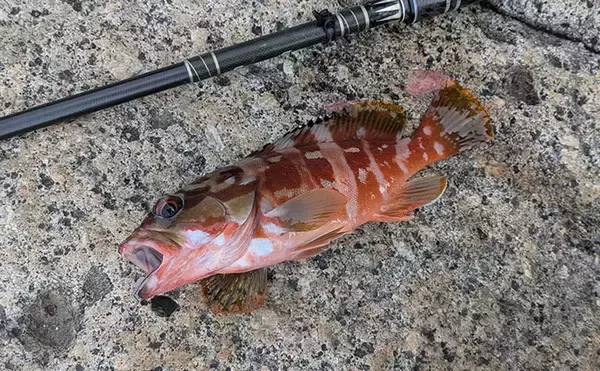 「5月にアカハタが釣れるか釣行してみた【三重】ワームでアカハタ4匹キャッチも型に不満」の画像