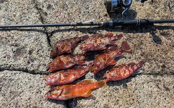 「5月にアカハタが釣れるか釣行してみた【三重】ワームでアカハタ4匹キャッチも型に不満」の画像