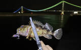 「夜の垂水漁港でカサゴ好捕！【兵庫】0.5gの軽量ジグヘッドで連発した釣り方とは？」の画像1