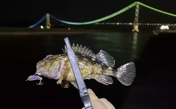 夜の垂水漁港でカサゴ好捕！【兵庫】0.5gの軽量ジグヘッドで連発した釣り方とは？