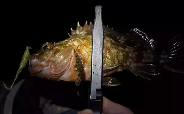 「夜の垂水漁港でカサゴ好捕！【兵庫】0.5gの軽量ジグヘッドで連発した釣り方とは？」の画像