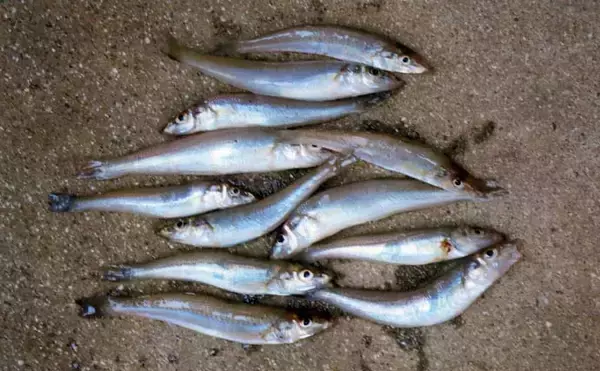 「三重・釣り桟橋でのチョイ投げ釣りでキス12匹　引き釣りで狙うのが吉」の画像