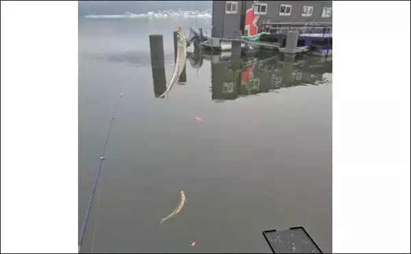 「桟橋ワカサギ釣りで426匹【滋賀・余呉湖】ノベザオ利用で手返しアップ」の画像