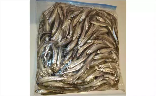 「桟橋ワカサギ釣りで426匹【滋賀・余呉湖】ノベザオ利用で手返しアップ」の画像