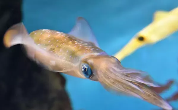 「「イカの吸盤とタコの吸盤は何が違う？」 進化の過程で貝殻を捨てた『タコ』の生態」の画像