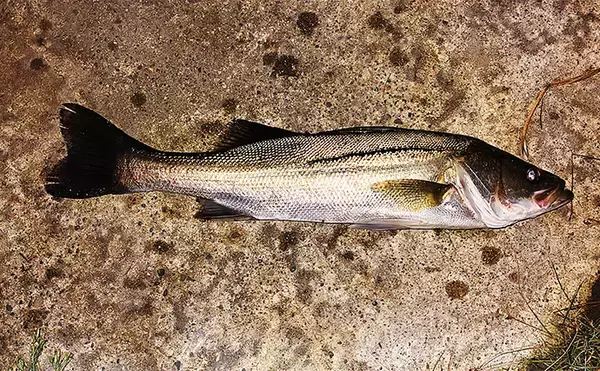 「【シーバスが釣れない時の対処法3選】 安易に場所を変えない方が良かった？」の画像