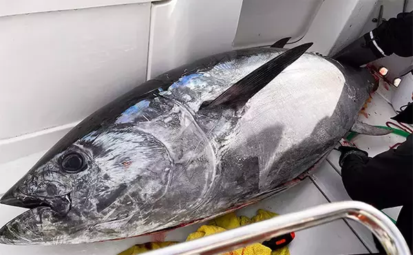 「【6月のクロマグロ遊魚は禁止！】 5トンの上限をすでに超過で早期規制へ」の画像
