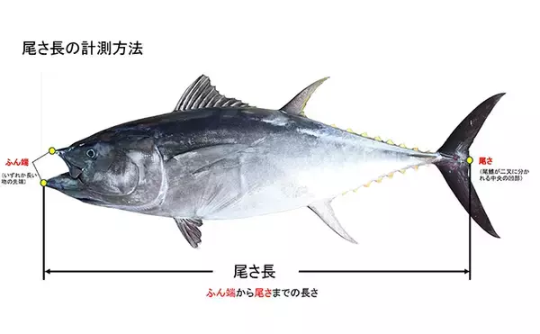 「【6月のクロマグロ遊魚は禁止！】 5トンの上限をすでに超過で早期規制へ」の画像