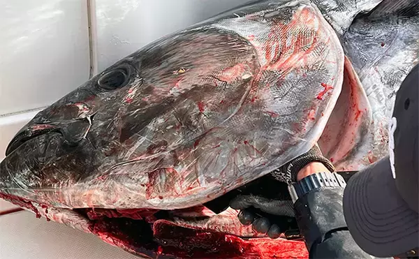 「【6月のクロマグロ遊魚は禁止！】 5トンの上限をすでに超過で早期規制へ」の画像