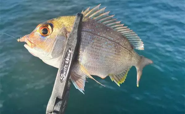 「『小島養魚場』ナイトアジングでフグに苦戦もアジ28匹手中【大阪】マダイもヒット」の画像