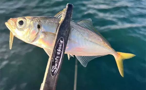 「『小島養魚場』ナイトアジングでフグに苦戦もアジ28匹手中【大阪】マダイもヒット」の画像