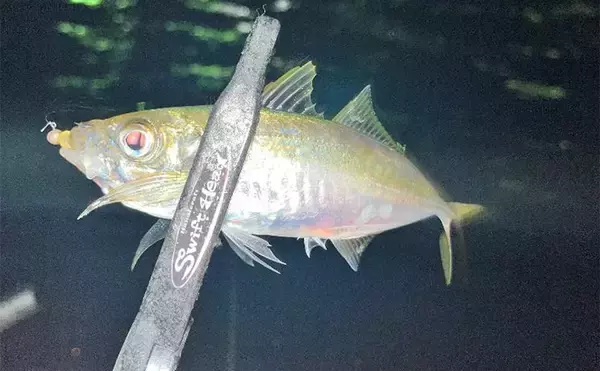 「『小島養魚場』ナイトアジングでフグに苦戦もアジ28匹手中【大阪】マダイもヒット」の画像