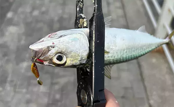 「ライトショアジギング（LSJ）超入門　高価なタングステン（TG）のジグは釣れるの？」の画像