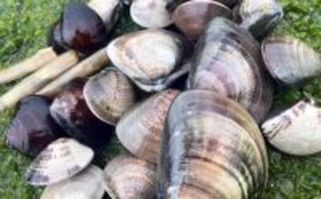 「マテ貝にハマグリにシオフキ！」御殿場海岸での潮干狩りで3種の貝の採集に成功【三重】