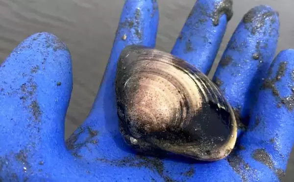 「「マテ貝にハマグリにシオフキ！」御殿場海岸での潮干狩りで3種の貝の採集に成功【三重】」の画像
