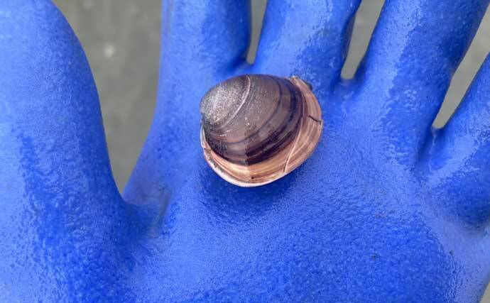 「マテ貝にハマグリにシオフキ！」御殿場海岸での潮干狩りで3種の貝の採集に成功【三重】