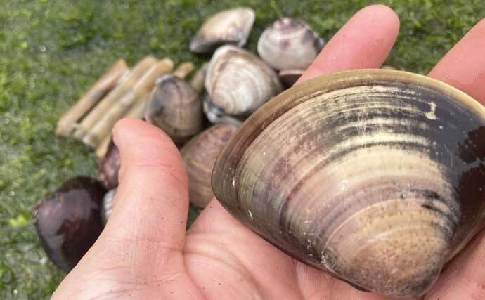 「マテ貝にハマグリにシオフキ！」御殿場海岸での潮干狩りで3種の貝の採集に成功【三重】