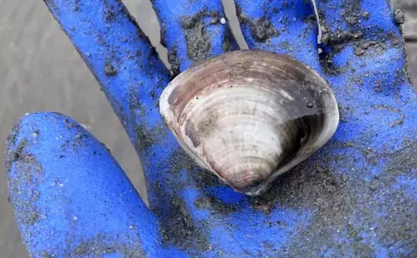 「「マテ貝にハマグリにシオフキ！」御殿場海岸での潮干狩りで3種の貝の採集に成功【三重】」の画像