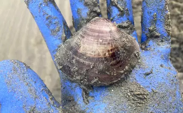 「「マテ貝にハマグリにシオフキ！」御殿場海岸での潮干狩りで3種の貝の採集に成功【三重】」の画像