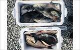 「「脂ノリノリ！」磯フカセ釣りで40cm超え大型イサキ浮上【ふかしま丸・大分】クロも連発」の画像11