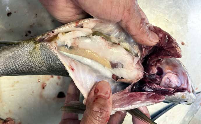 「脂ノリノリ！」磯フカセ釣りで40cm超え大型イサキ浮上【ふかしま丸・大分】クロも連発