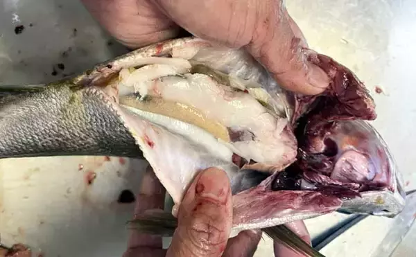 「「脂ノリノリ！」磯フカセ釣りで40cm超え大型イサキ浮上【ふかしま丸・大分】クロも連発」の画像
