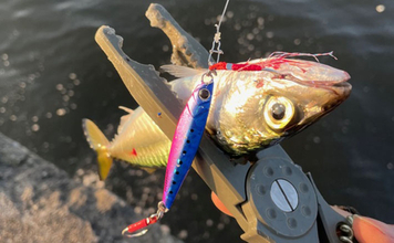 ライトゲーム愛好家が「今まで一番多く釣った魚種」は何？　サバが最有力候補