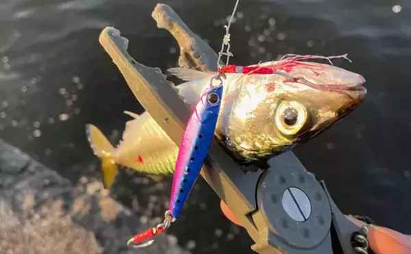 ライトゲーム愛好家が「今まで一番多く釣った魚種」は何？　サバが最有力候補